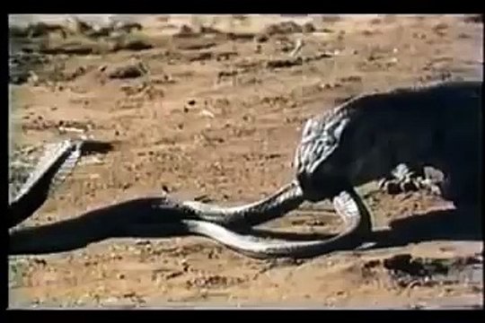 Komodo Ejderi ve Kobra