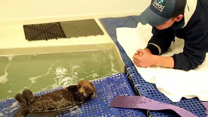 une loutre de mer orpheline apprend à nager