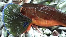 Çanakkale Boğazı'nda 5 Kilogramlık Kırlangıç Balığı Yakalandı