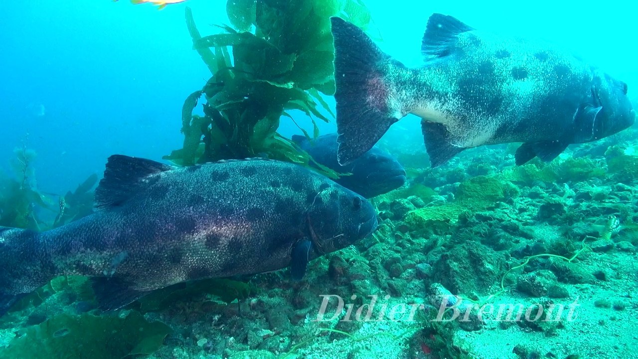 Stereolepsis gigas - Giant Black - Le loup de mer géant  (Californie Ile de santa catalina)