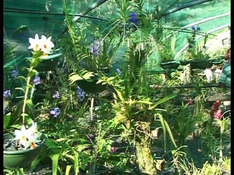 les Antilles les splendides paysages de la Guadeloupe