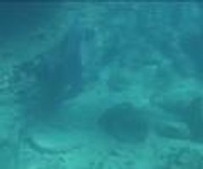 Köpek balıklarını izlediler