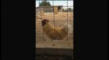 Ce coq est légèrement enroué