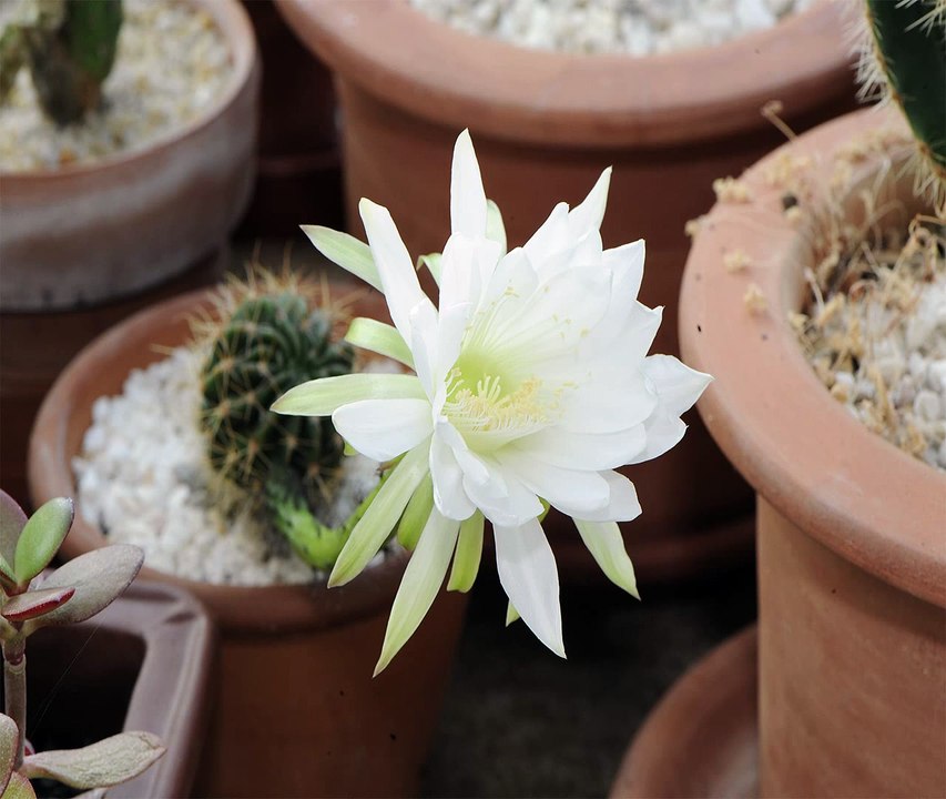 Echinopsis