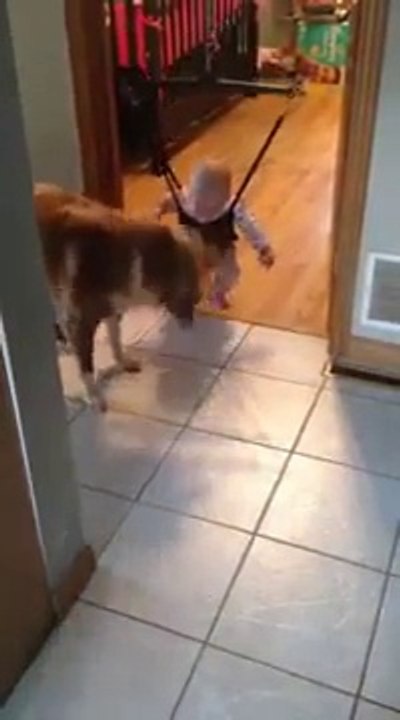 El perro que persigue sombras