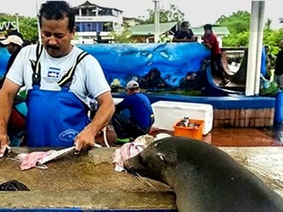 Sea Lion Begging for Food in Market R J News