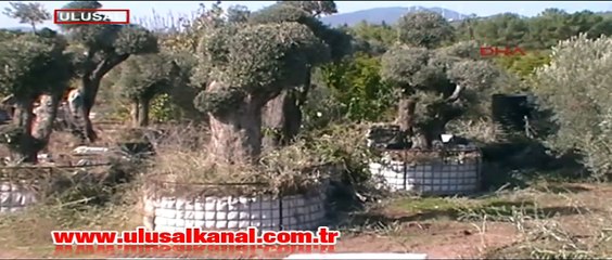 Manisa'da kesilen zeytin ağaçları nasıl kurtarılabilir.