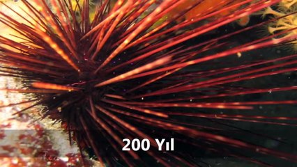 En Uzun Yaşayan 10 Hayvan Türü