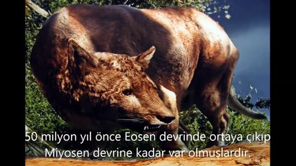 Nesli Tükenen 10 Hayvan Türü