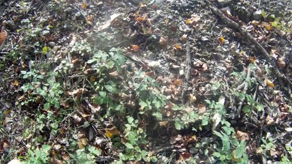 BDE GC Grenoble - Journée d'Intégration 2k14 (HD)