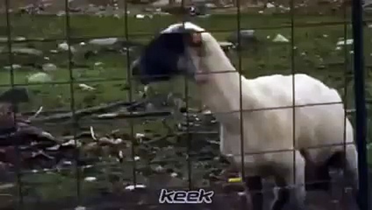 ▶ نع‬جة تصيح