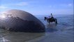 Une baleine de quinze tonnes échouée sur une plage camarguaise