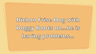 Bichon Frise Dog with Doggy Boots..having a problem with them.