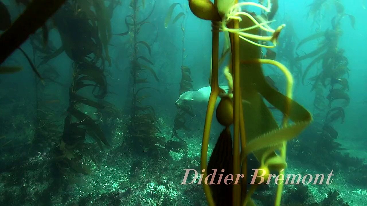 Une otarie de Californie dans le kelp