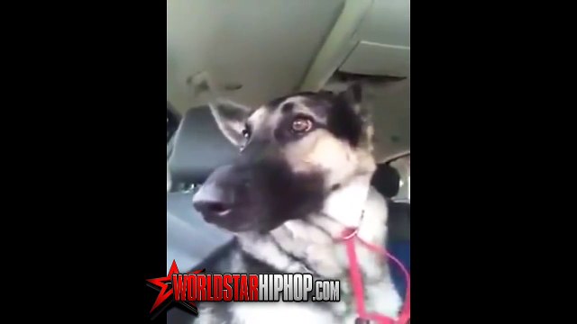 German Shepherd Loves Listening To Flo Rida's Music