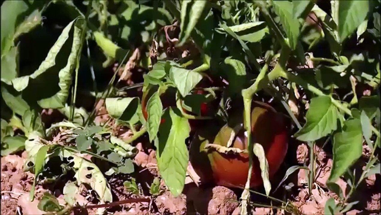 Pascal Poot  Conservatoire de la tomate Lodeve