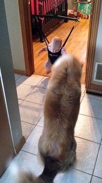 Chien VS Ombre d'un bébé