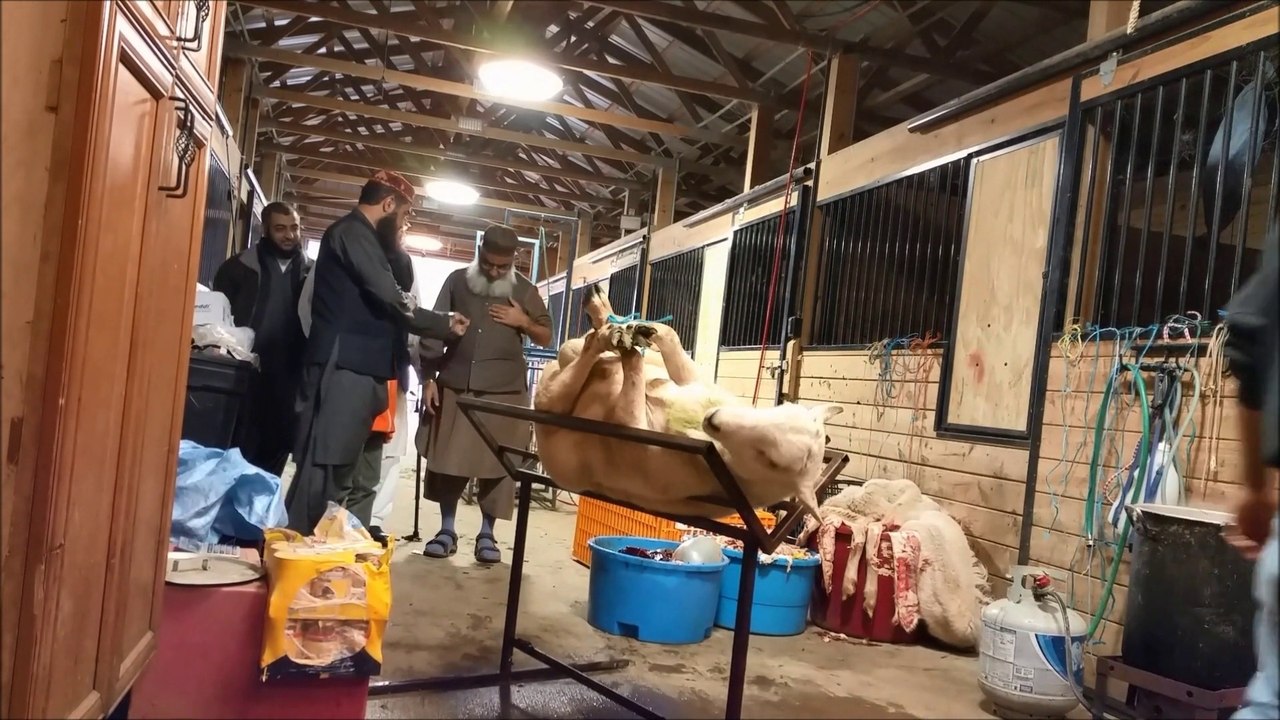Aqeeqa Qurbani
