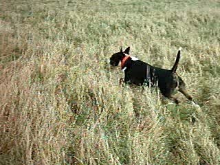 BULL TERRIER DES CHAMPS 1