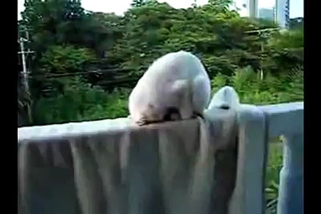 Cat Praying on the balcony