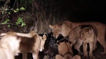 One porcupine vs thirteen lions – who wins?