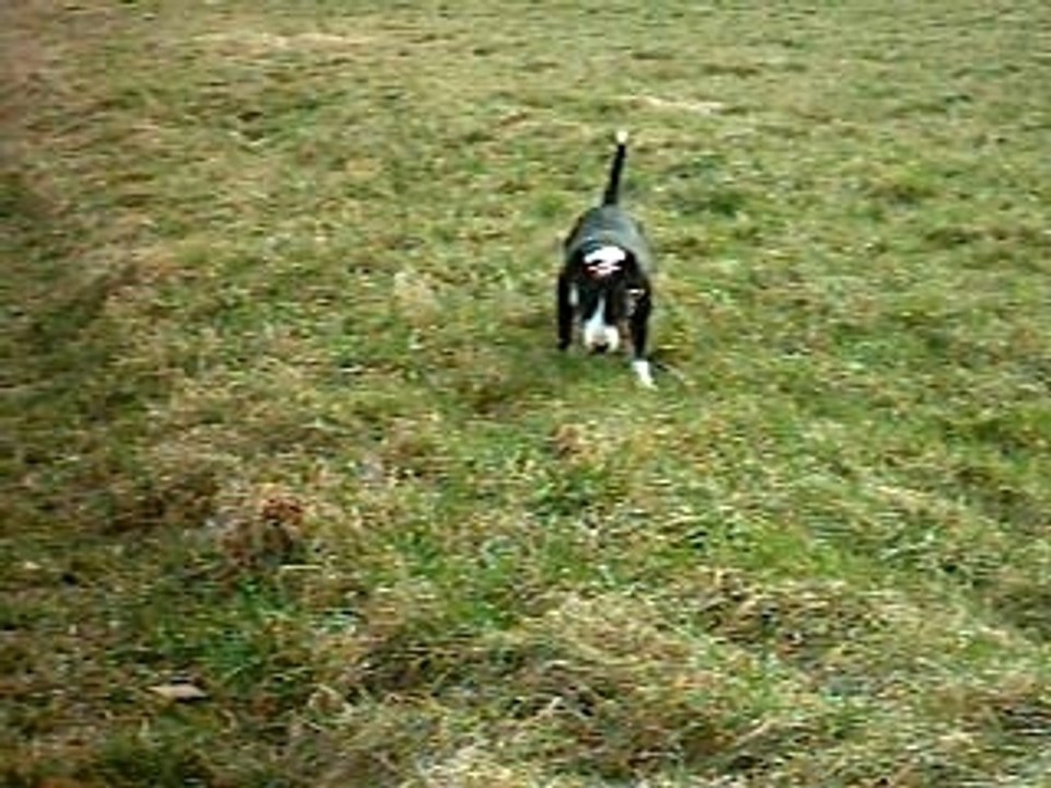 BULL TERRIER DES CHAMPS 3