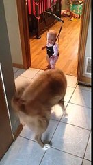 Bebeğe Zıplamayı Öğreten Köpek 