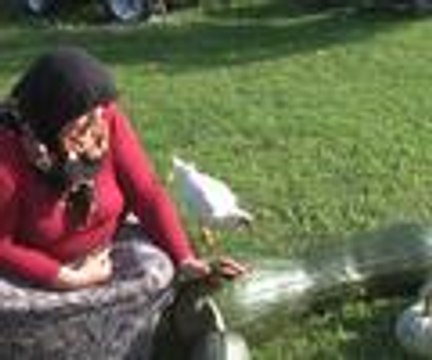 40 kilogramlık bal kabağı şaşırttı