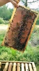 Arı Kovan Kontrolleri