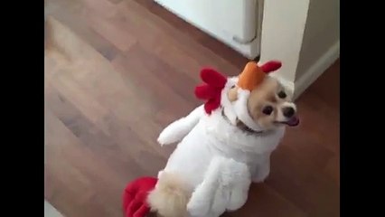 [+18 ~ Sexy Funny Girl]Little Dog In A Chicken Costume