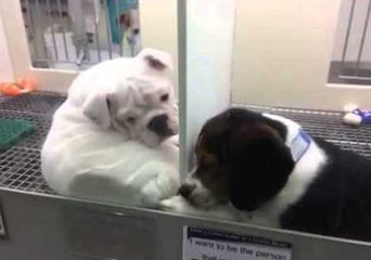 Puppy Struggles to Make a New Friend