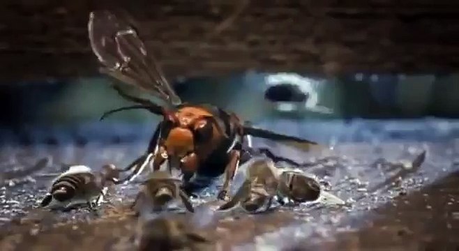 Kovana giren eşek arısını öldüren bal arıları