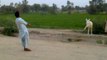 fun with donkey, marha no.1, funny clips, desi clips,