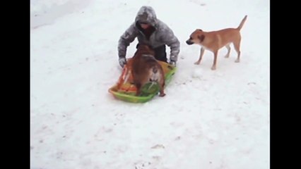 [+18 ~ Sexy Funny Girl]Sled Dogs