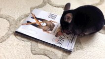 Chinchilla Eating Jon Stewart!