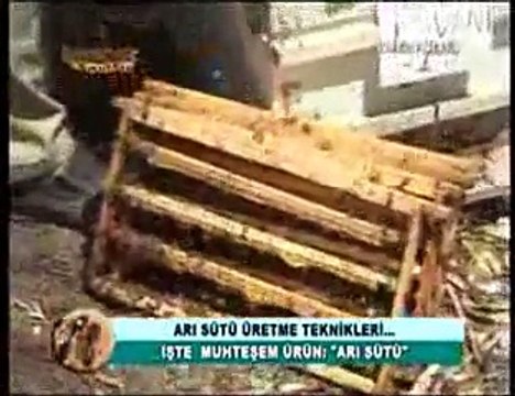 Arı Sütü - Arı Sütü (Royal jelly) Nedir Nasıl Üretilir- 22. Bölüm
