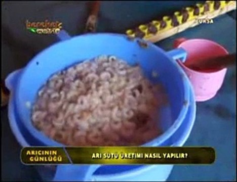 Arı Sütü - Arı Sütü (Royal jelly) Nedir Nasıl Üretilir- 3. Bölüm