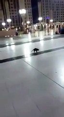 Un chat chasseur de rat d'égouts