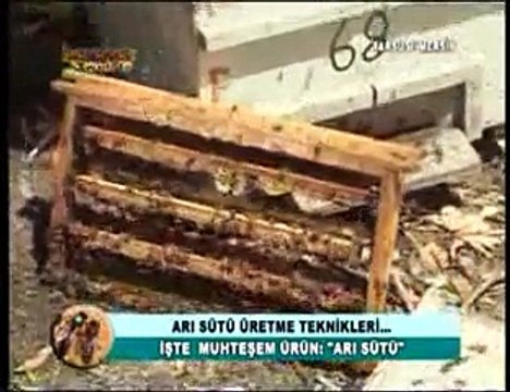Arı Sütü - Arı Sütü (Royal jelly) Nedir Nasıl Üretilir- 5. Bölüm