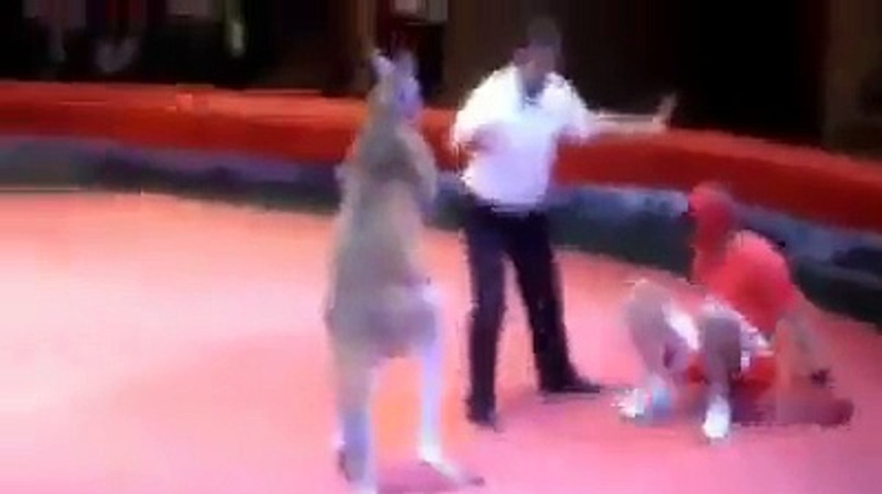 Un boxeur se fait éclater lors d'un combat contre un kangourou