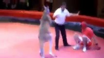 Un boxeur se fait éclater lors d'un combat contre un kangourou
