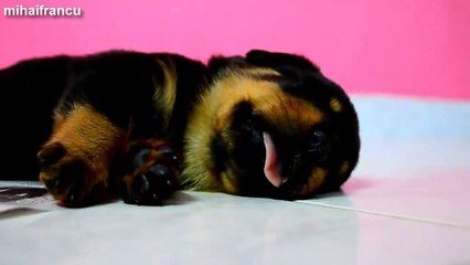 Des chiots qui rêvent