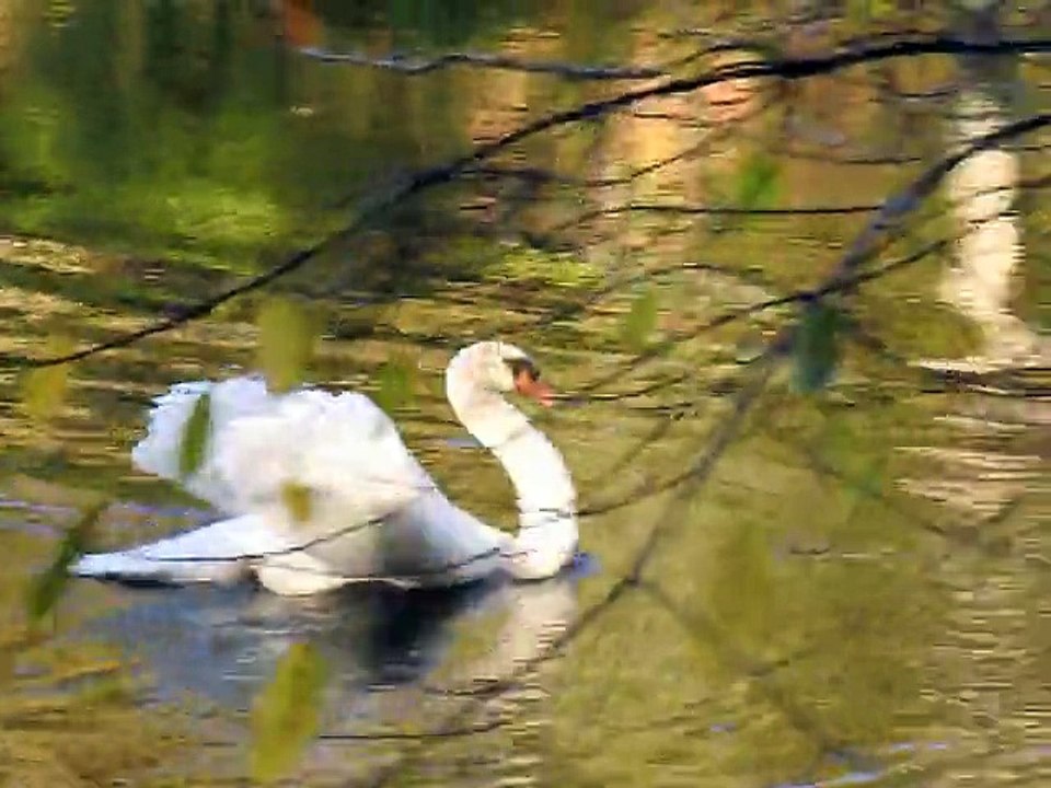 les cygnes en automne