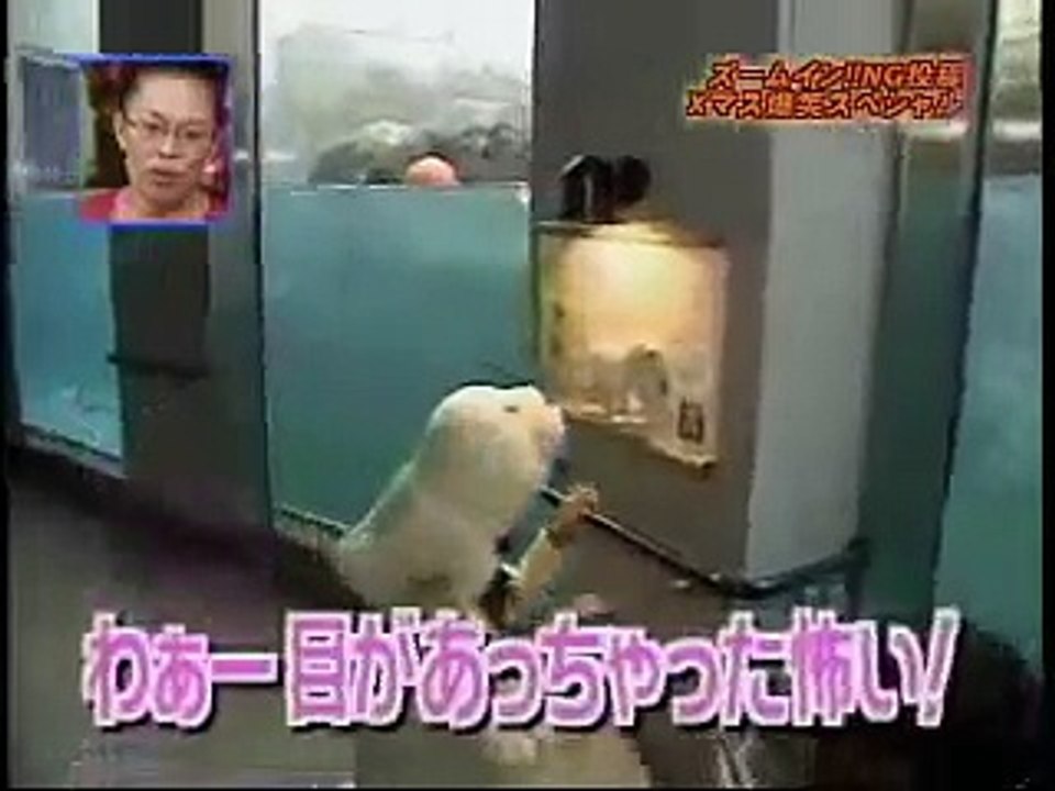 Japonesa Vs Oso polar