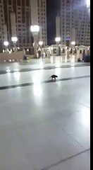 Un chat à l'affut d'une souris