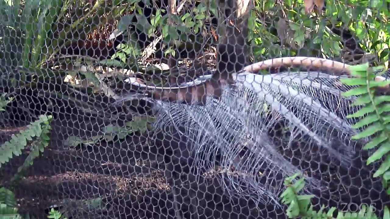 L'oiseau ménure superbe imite des bruits de chantier