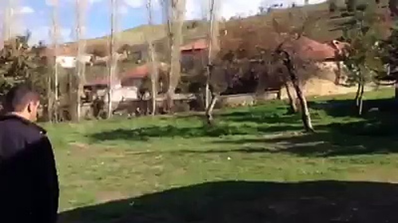 Çorum İli, Alaca İlçesi, Değirmendere Köyüne ait köy odası açılış yemeği videosudur..