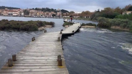 Petits Brabançons de la Villa Romaine