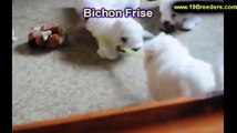Bichon Frise, Puppies, For, Sale, In, Billings, Montana, MT, Missoula, Great  Falls, Bozeman