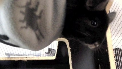 Koko Just Being Herself - Cute Chinchilla Mouth!